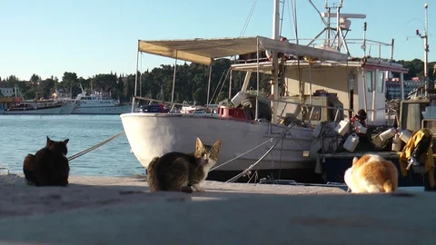 Croatia Istria Video stock 121360314