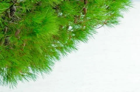 Croatian coastal pine with copy space Stock Photos