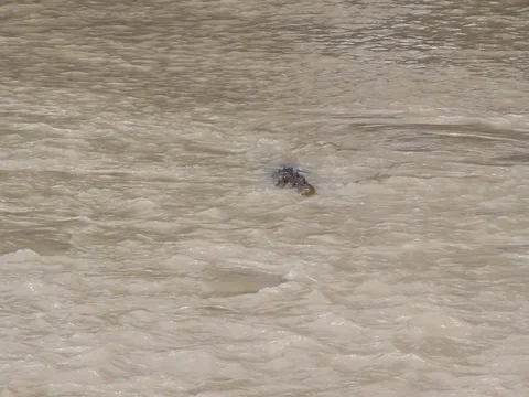 CROC CATCHING FISH Stock Footage 100390002