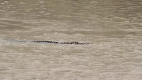 Croc catching fish Stock Footage 264552945