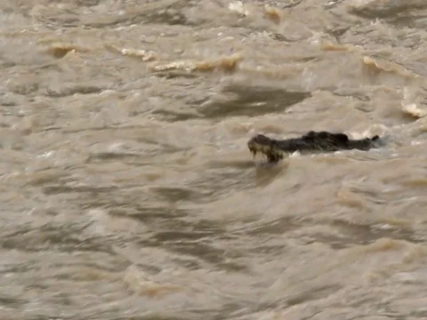 CROC FISHING Stock Footage 99804264