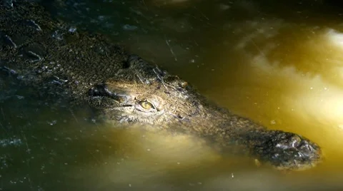 Croc Stock Footage 7729182
