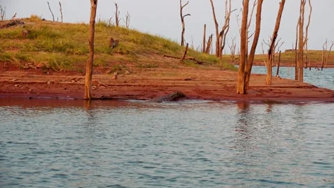 Croc getting into water Stock Footage 278981796