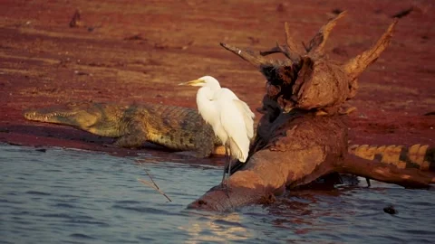 Croc hiding behind bird Stock Footage 278981869