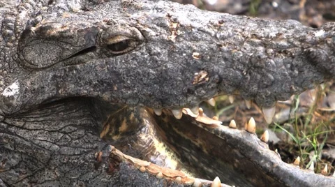 Croc inside mouth 库存影片 59304622