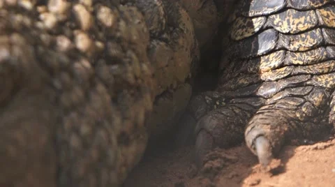 Croc pan foot to eye 库存影片 59304407