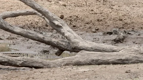 Croc patiently waiting to attack Warthog when it falls asleep Video stock 234027591