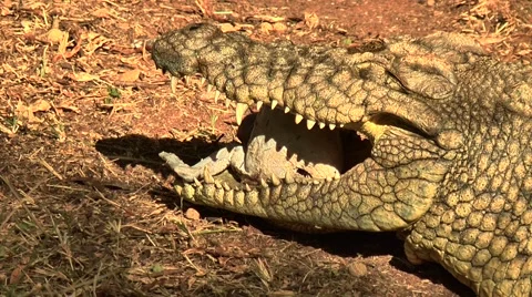 Croc puts chicken down &amp; rests head on it.mp4 Stock Footage 64092438
