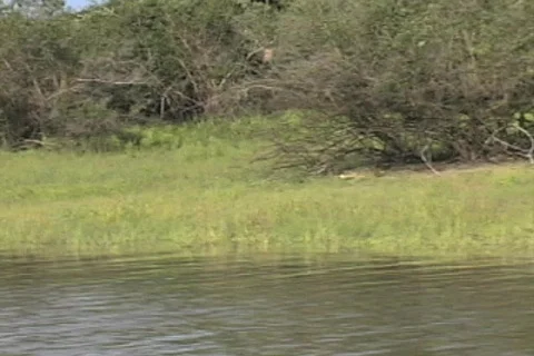 Croc in the Rufiji River Stock Footage