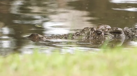 Croc submerged 库存影片 59304208