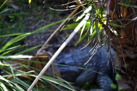 CrocBkng Stock Photos