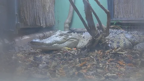 Croccodile 1 4k Stock Footage 122014997