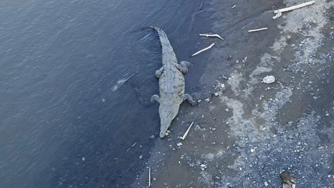 Crock napping wide Stock Footage 126615776