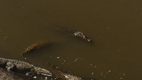 Crock swimming Stock Footage 126615785