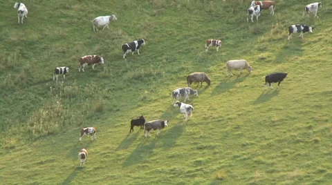 Crocker End cows in field cu-Progressive Video stock 30483215