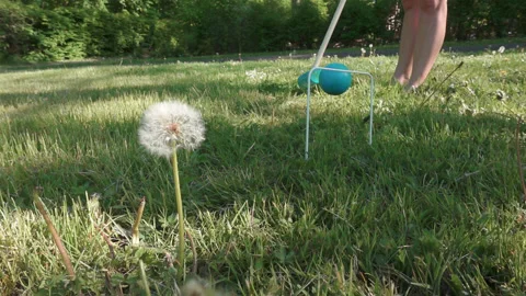 Crocket ball passing a dandelion flower Stock Footage 132901533