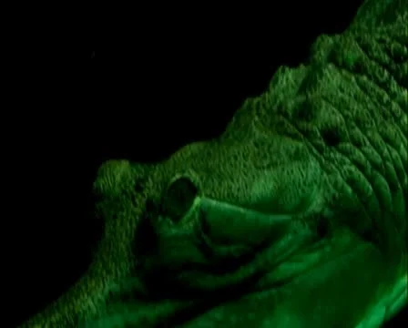 Crockodile 库存影片 8994402