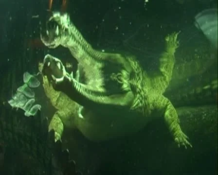 Crockodile in water Video stock 8994391
