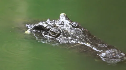 Crocodie head 库存影片 35696588