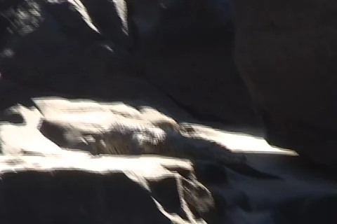 Crocodile 01 Stock Footage 356712