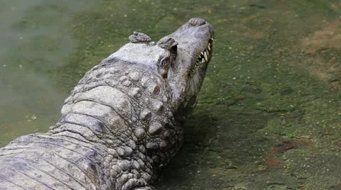 Crocodile 01 Stock Footage 12527133