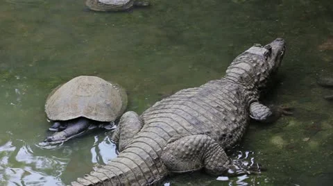 Crocodile 02 Stock Footage 12527168