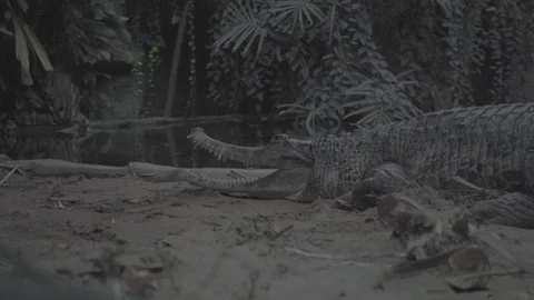 Crocodile - 100FPS - SLOG3 스톡 동영상 88781187