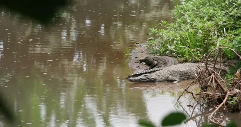 Crocodile 15 Stock Footage 158880999