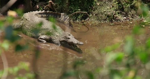 Crocodile 18 Stock Footage 158879998