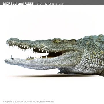 CROCODILE - ALLIGATOR 3D Model