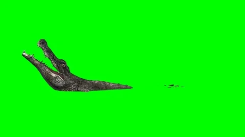Crocodile Alligator eats - green screen 스톡 동영상 40476958