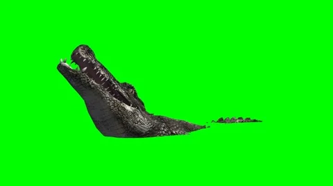 Crocodile Alligator eats - green screen Stock-Footage 40477206