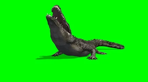 Crocodile Alligator eats - green screen 스톡 동영상 40477625