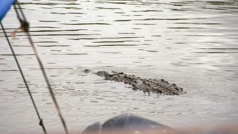 Crocodile alligator floating on river stream in costa rica Central America Vidéo 221913049