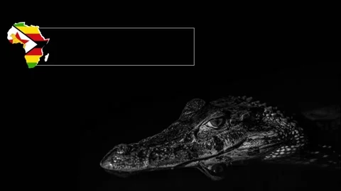 Crocodile. Alligator 動画素材 153489516