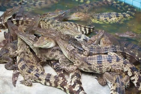Crocodile , The Alligator Stock Photos
