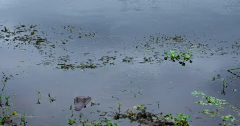 Crocodile  Alligator in a swamp Stock-Footage 139006868