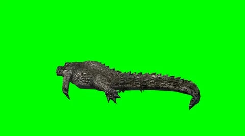 Crocodile Alligator swims - green screen Stock Footage