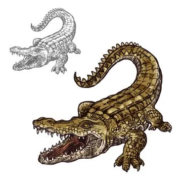 Crocodile alligator vector isolated sketch icon Stock Illustration