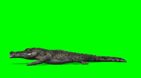 Crocodile Alligator walks green screen Stock Video Pond5