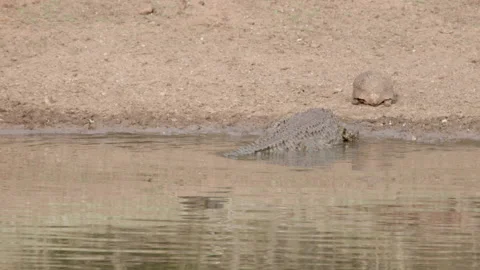 Crocodile and Leopard Tortoise 3 Stock Footage 233850010