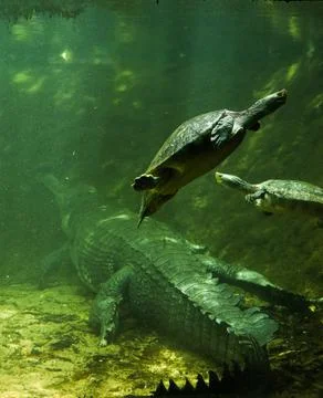 Crocodile and turtles in a reptile aquarium Stock Photos