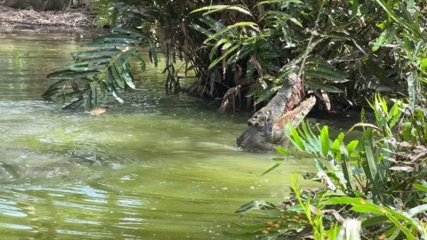 Crocodile Attack During Feeding Show Stock Footage 329264654