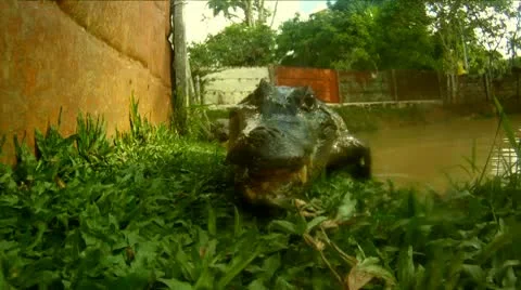 Crocodile Attack Stock Footage 10788436