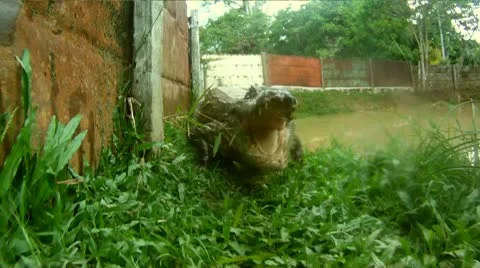 Crocodile Attack Stock Footage 10788439