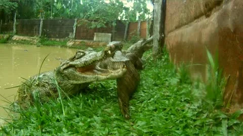 Crocodile Attack Stock Footage 10788442