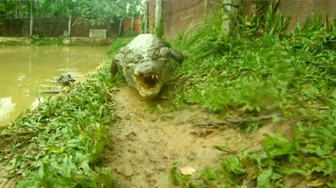 Crocodile Attack Stock Footage 10788459