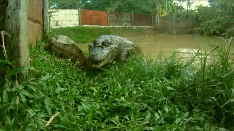 Crocodile Attack Stock Footage 10788478