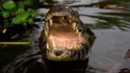 Crocodile Attack Stock Footage