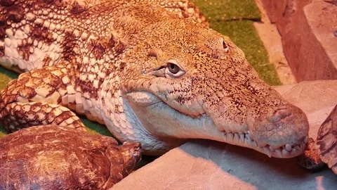 Crocodile attack Video stock 72243183